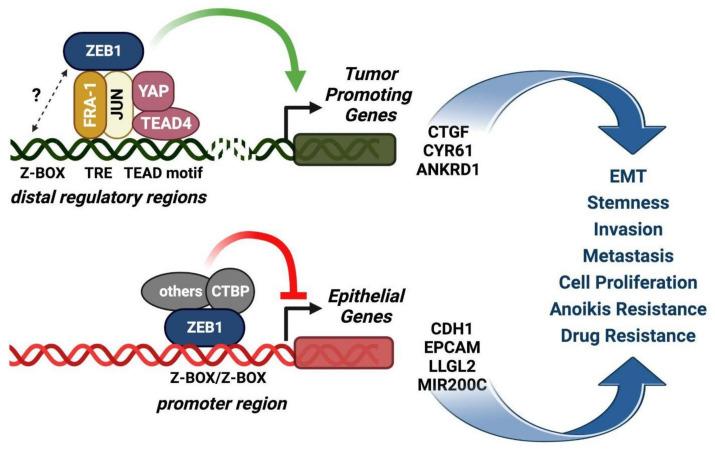 https://cdn.ncbi.nlm.nih.gov/pmc/blobs/c4b2/10179602/4f88ffff68a5/ijms-24-08307-g004.jpg