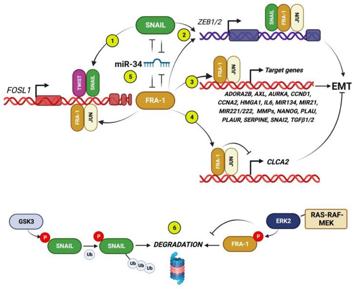 https://cdn.ncbi.nlm.nih.gov/pmc/blobs/c4b2/10179602/dd7a2b7a4282/ijms-24-08307-g002.jpg