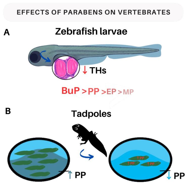 https://cdn.ncbi.nlm.nih.gov/pmc/blobs/c4b5/10607526/4335966f1797/ijms-24-15246-g003.jpg