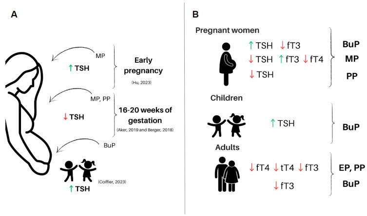 https://cdn.ncbi.nlm.nih.gov/pmc/blobs/c4b5/10607526/538b5edf1613/ijms-24-15246-g001.jpg
