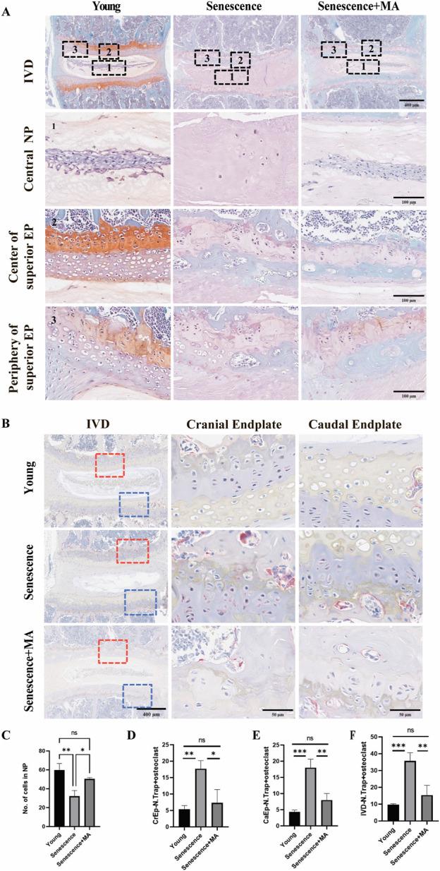 https://cdn.ncbi.nlm.nih.gov/pmc/blobs/c4b5/12023261/a5ddf2e68f31/fphar-16-1517221-g003.jpg