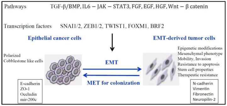 https://cdn.ncbi.nlm.nih.gov/pmc/blobs/c4b6/6485233/3b78f6cac626/jcav10p1358g001.jpg