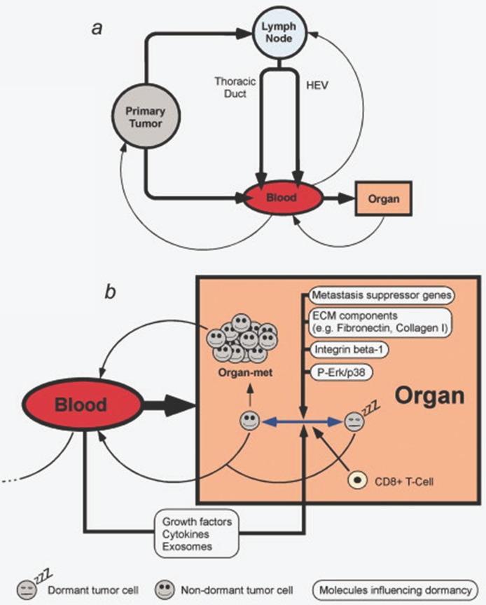 https://cdn.ncbi.nlm.nih.gov/pmc/blobs/c4b6/6485233/5dd7d980a4e7/jcav10p1358g005.jpg