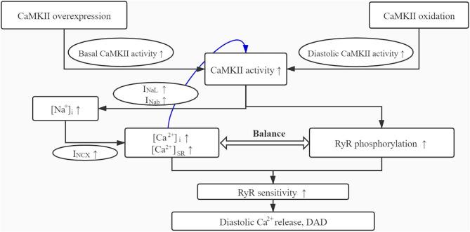 https://cdn.ncbi.nlm.nih.gov/pmc/blobs/c4b9/7775483/45ce1221d8c9/fphys-11-607809-g0009.jpg