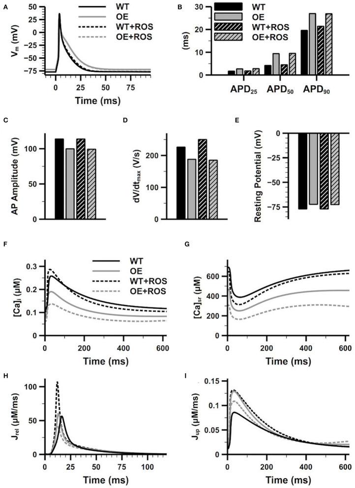 https://cdn.ncbi.nlm.nih.gov/pmc/blobs/c4b9/7775483/46735cbea022/fphys-11-607809-g0004.jpg