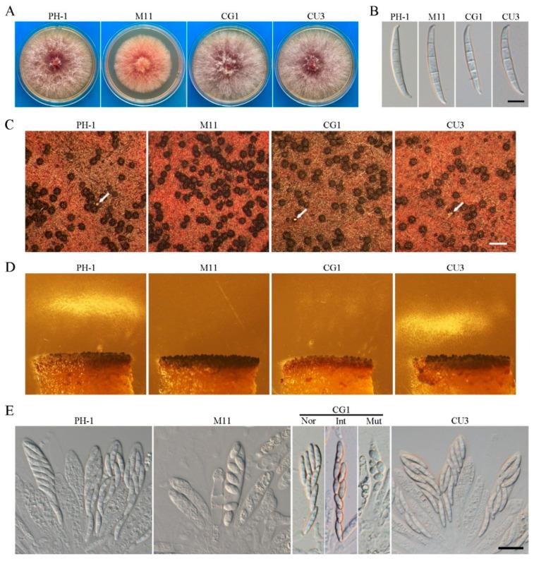 https://cdn.ncbi.nlm.nih.gov/pmc/blobs/c4b9/9499528/51e4fc8fcffd/ijms-23-10445-g004.jpg