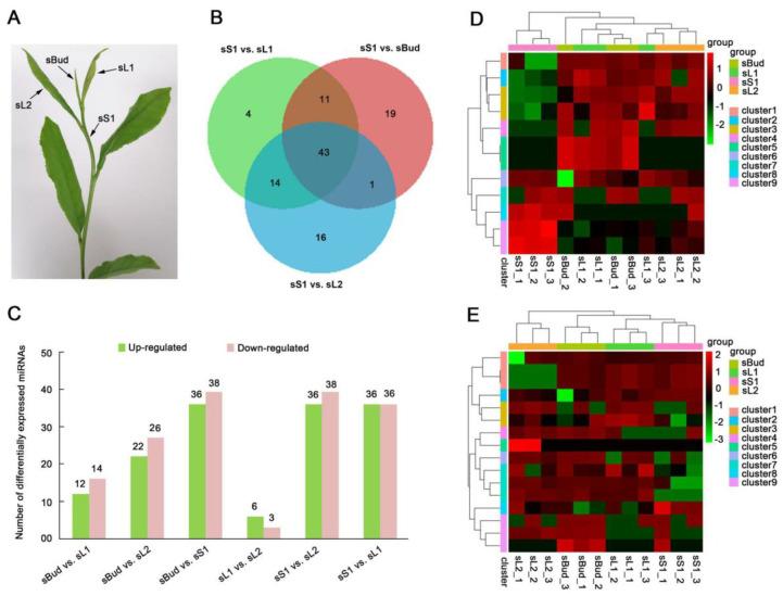 https://cdn.ncbi.nlm.nih.gov/pmc/blobs/c4ba/10649745/6aba2c4ce91a/plants-12-03665-g003.jpg