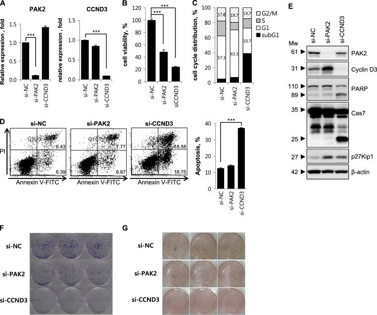 https://cdn.ncbi.nlm.nih.gov/pmc/blobs/c4be/5833427/61eb9a5f5cb5/41419_2017_100_Fig4_HTML.jpg