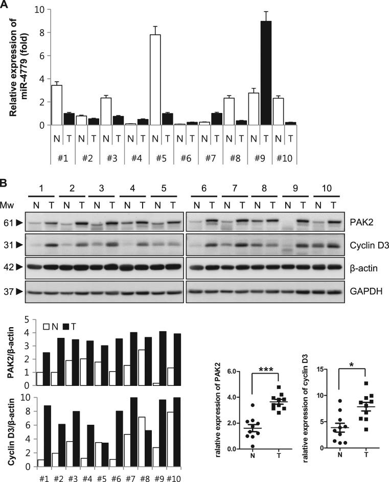 https://cdn.ncbi.nlm.nih.gov/pmc/blobs/c4be/5833427/6d7811f881dd/41419_2017_100_Fig6_HTML.jpg