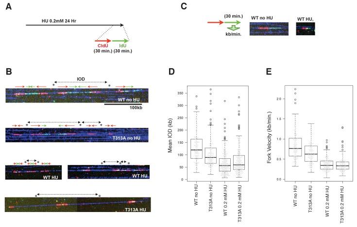 https://cdn.ncbi.nlm.nih.gov/pmc/blobs/c4bf/5736350/0b2f8fe516f8/elife-29953-fig5.jpg
