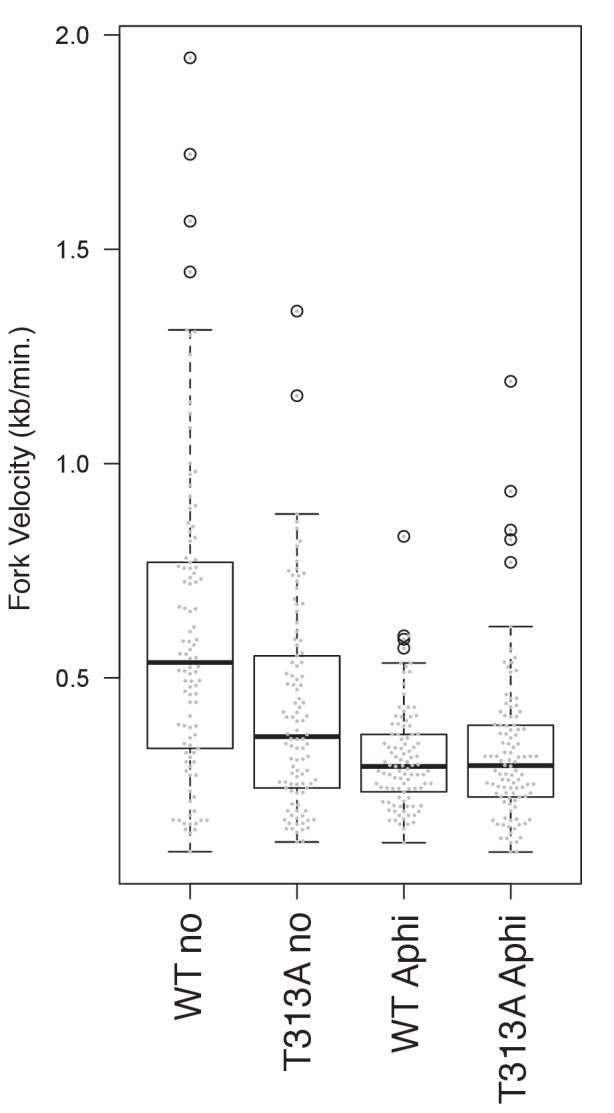 https://cdn.ncbi.nlm.nih.gov/pmc/blobs/c4bf/5736350/4a76857cb7f8/elife-29953-fig5-figsupp1.jpg