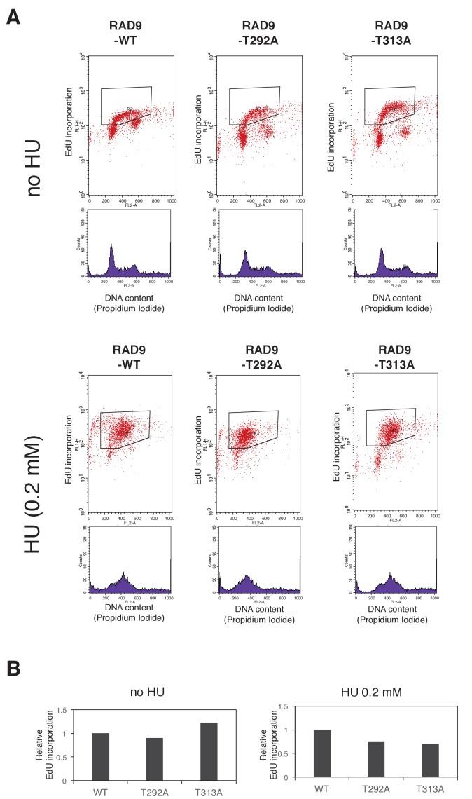 https://cdn.ncbi.nlm.nih.gov/pmc/blobs/c4bf/5736350/c1d00e68a630/elife-29953-fig4-figsupp5.jpg