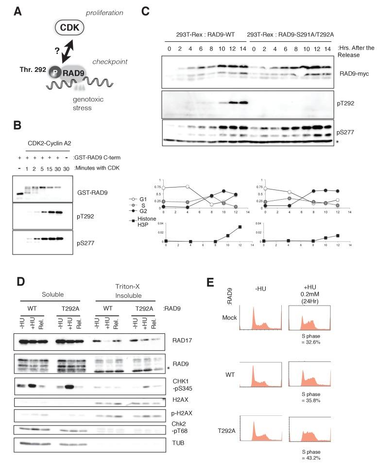 https://cdn.ncbi.nlm.nih.gov/pmc/blobs/c4bf/5736350/f9055e3a10c3/elife-29953-fig1.jpg