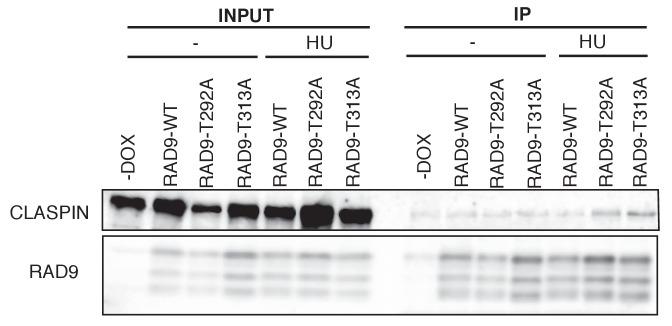 https://cdn.ncbi.nlm.nih.gov/pmc/blobs/c4bf/5736350/ff3e6edcd670/elife-29953-fig5-figsupp2.jpg