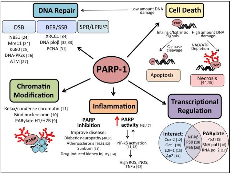 https://cdn.ncbi.nlm.nih.gov/pmc/blobs/c4c0/3795373/af50de60b797/cancers-05-00943-g001.jpg