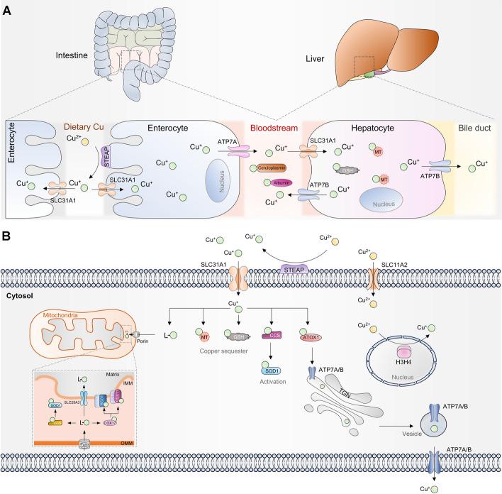https://cdn.ncbi.nlm.nih.gov/pmc/blobs/c4c7/11201306/6a8ea442688e/11658_2024_608_Fig1_HTML.jpg