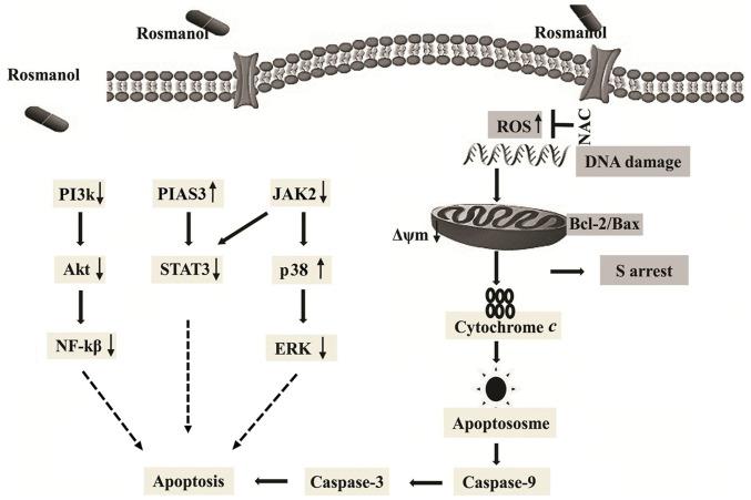 https://cdn.ncbi.nlm.nih.gov/pmc/blobs/c4ca/8258625/5a6e93cd6c6c/ol-22-02-12892-g06.jpg