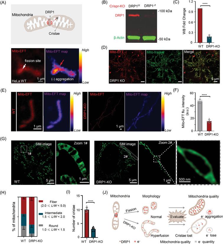 https://cdn.ncbi.nlm.nih.gov/pmc/blobs/c4cb/11884618/36abdc5b4fbb/ADVS-12-2410561-g001.jpg