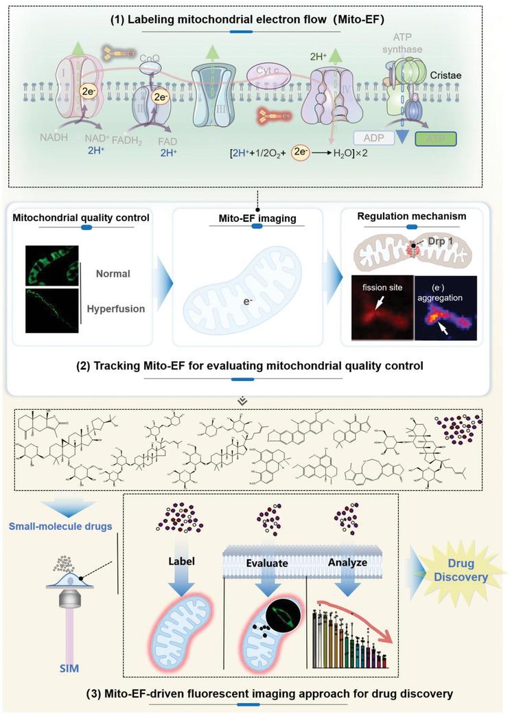 https://cdn.ncbi.nlm.nih.gov/pmc/blobs/c4cb/11884618/a1a011855a15/ADVS-12-2410561-g004.jpg
