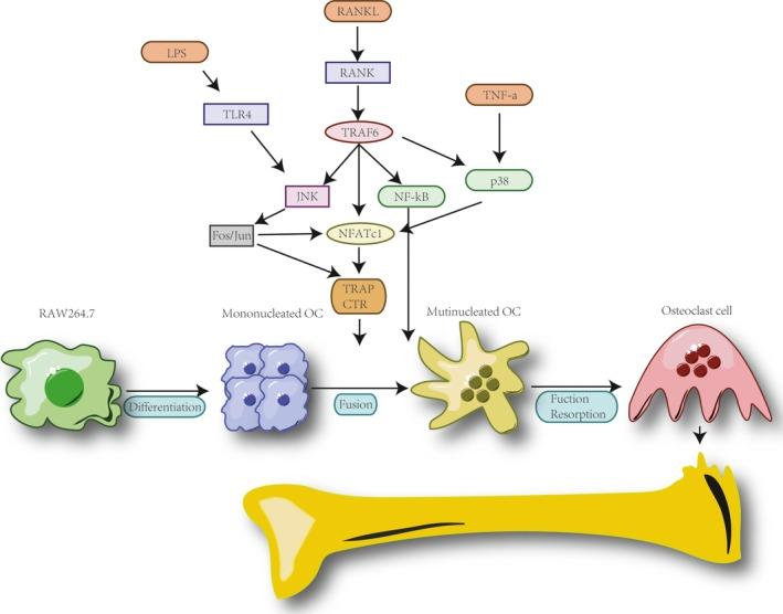https://cdn.ncbi.nlm.nih.gov/pmc/blobs/c4cb/6484317/a9909d2e62ba/JCMM-23-3077-g002.jpg