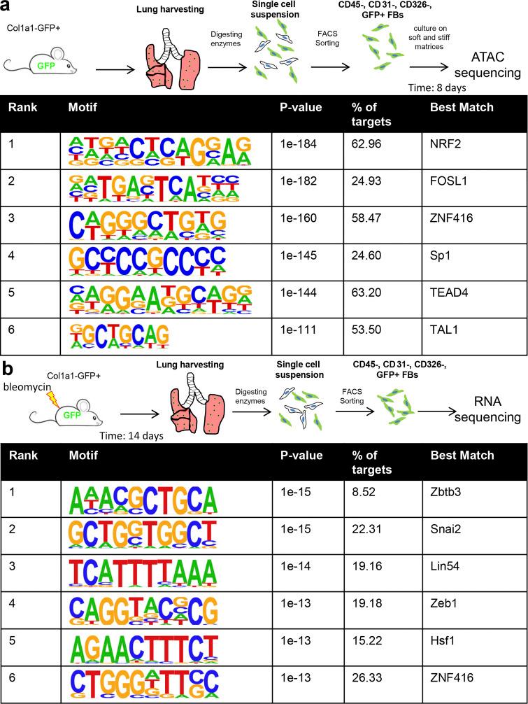 https://cdn.ncbi.nlm.nih.gov/pmc/blobs/c4cd/7918622/4743e45fef60/JCB_202007152_Fig2.jpg