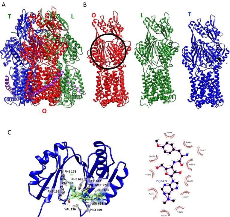 https://cdn.ncbi.nlm.nih.gov/pmc/blobs/c4ce/5404916/51ae7b14bdd4/elife-24905-fig2-figsupp3.jpg
