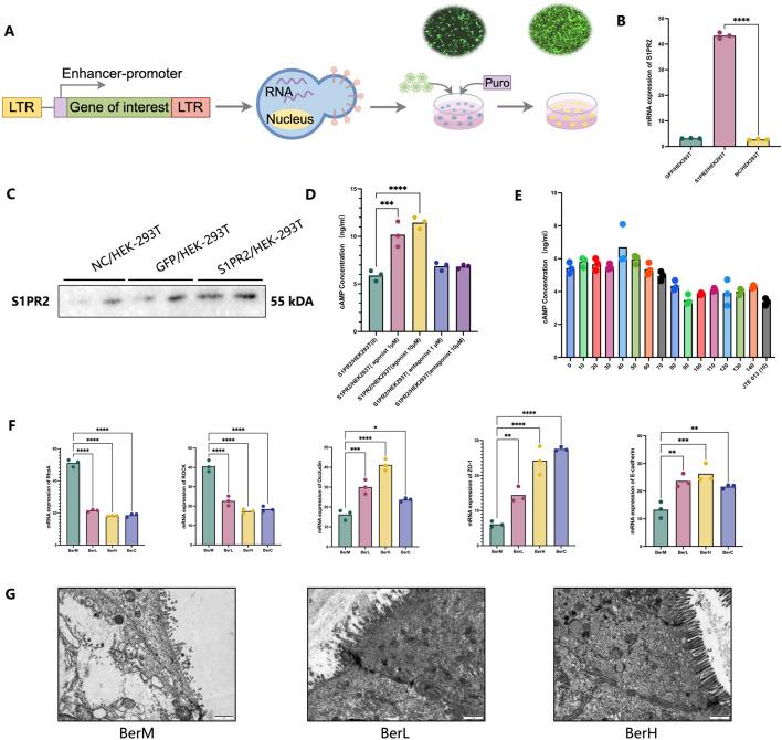 https://cdn.ncbi.nlm.nih.gov/pmc/blobs/c4d1/11540792/3619018e3155/fphar-15-1494210-g007.jpg
