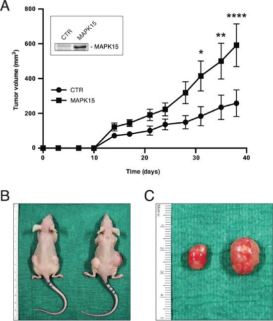 https://cdn.ncbi.nlm.nih.gov/pmc/blobs/c4d2/4991506/03d4bd5f3481/oncotarget-07-20981-g003.jpg