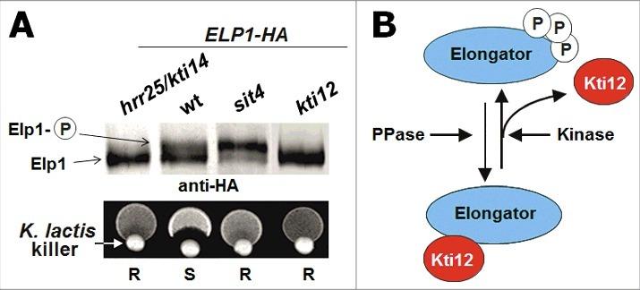https://cdn.ncbi.nlm.nih.gov/pmc/blobs/c4d2/5699542/f2d6761cdcee/krnb-14-09-1295204-g003.jpg