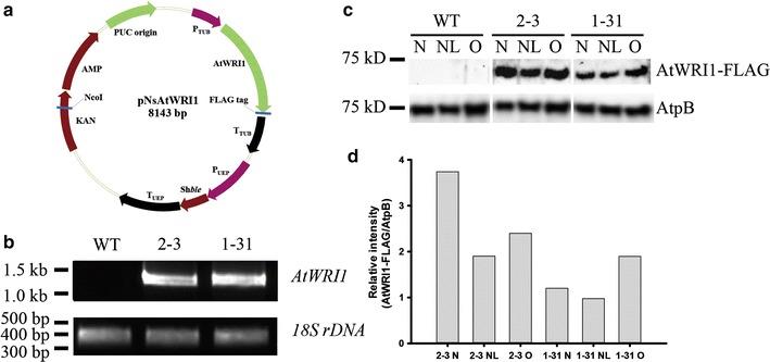 https://cdn.ncbi.nlm.nih.gov/pmc/blobs/c4d3/5635583/52ec008938cb/13068_2017_919_Fig1_HTML.jpg