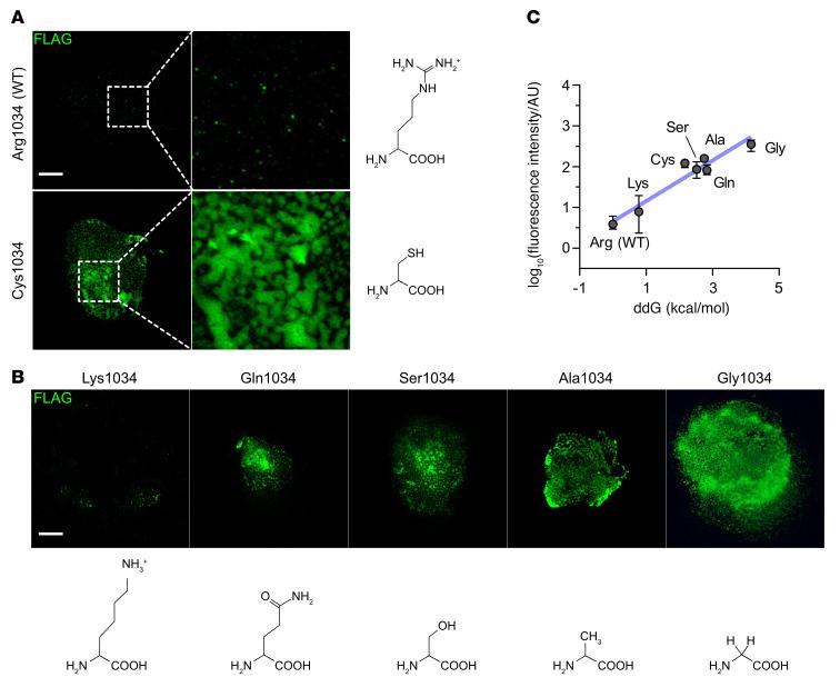 https://cdn.ncbi.nlm.nih.gov/pmc/blobs/c4d3/9711877/db7a083c0f35/jci-132-156967-g021.jpg