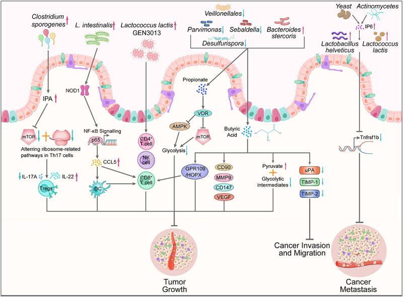 https://cdn.ncbi.nlm.nih.gov/pmc/blobs/c4db/12013426/4c2dc1ae23c9/KGMI_A_2495183_F0002_OC.jpg