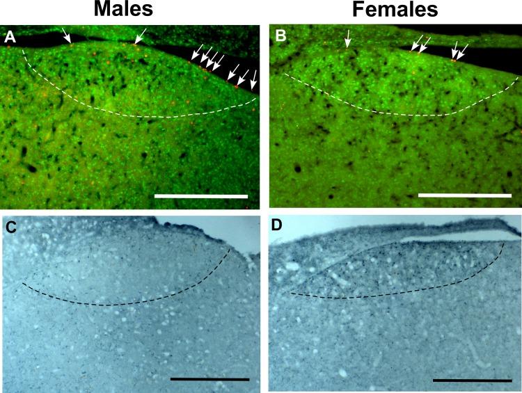 https://cdn.ncbi.nlm.nih.gov/pmc/blobs/c4dc/5283688/525db77783a7/pone.0170938.g005.jpg