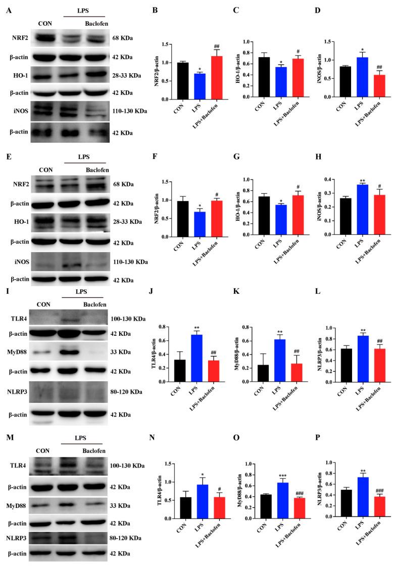 https://cdn.ncbi.nlm.nih.gov/pmc/blobs/c4dd/11428452/5bbfa8d5ce35/antioxidants-13-01141-g006.jpg