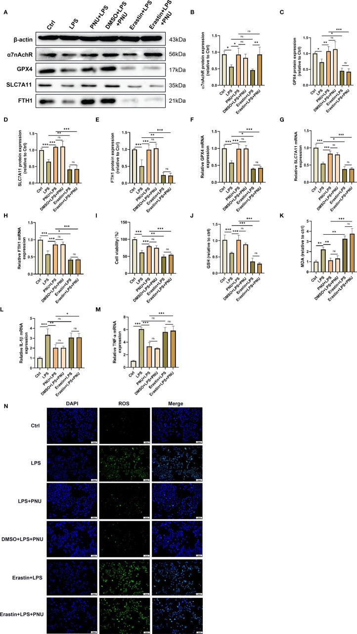 https://cdn.ncbi.nlm.nih.gov/pmc/blobs/c4e0/8866566/f976fb7a7191/fimmu-13-832432-g008.jpg