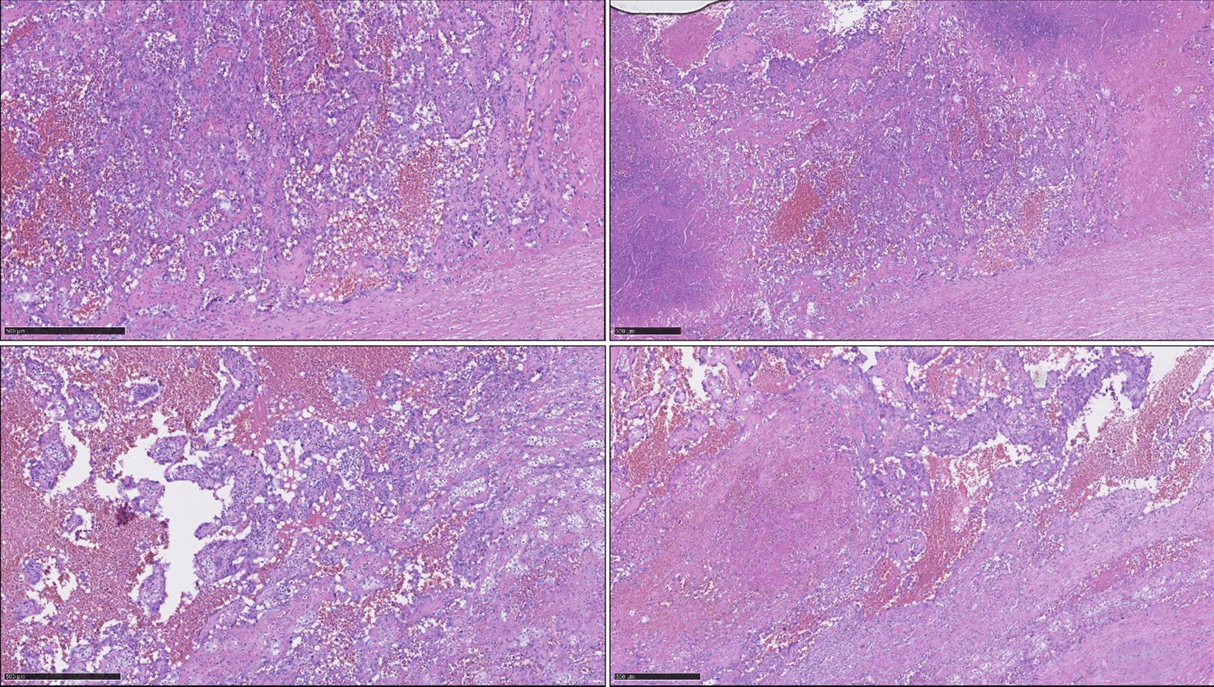 https://cdn.ncbi.nlm.nih.gov/pmc/blobs/c4e7/11118567/8346f9853225/13256_2024_4583_Fig3_HTML.jpg