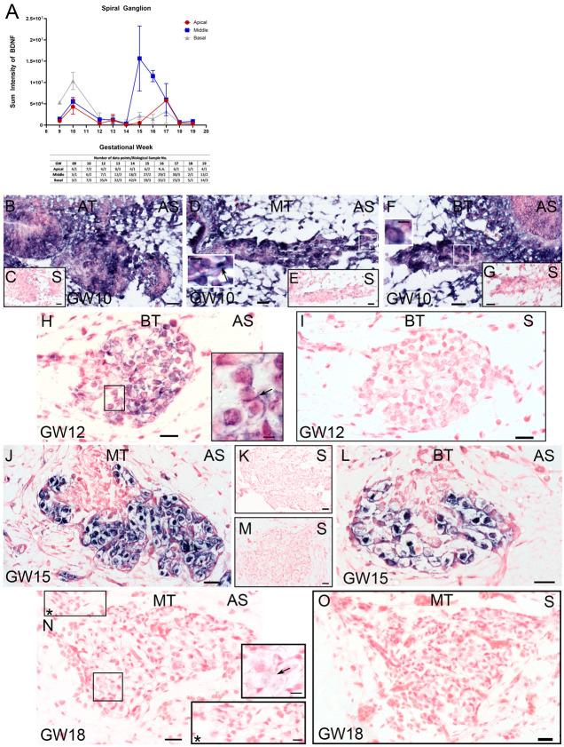 https://cdn.ncbi.nlm.nih.gov/pmc/blobs/c4e7/11641258/36904959db48/ijms-25-13007-g003.jpg