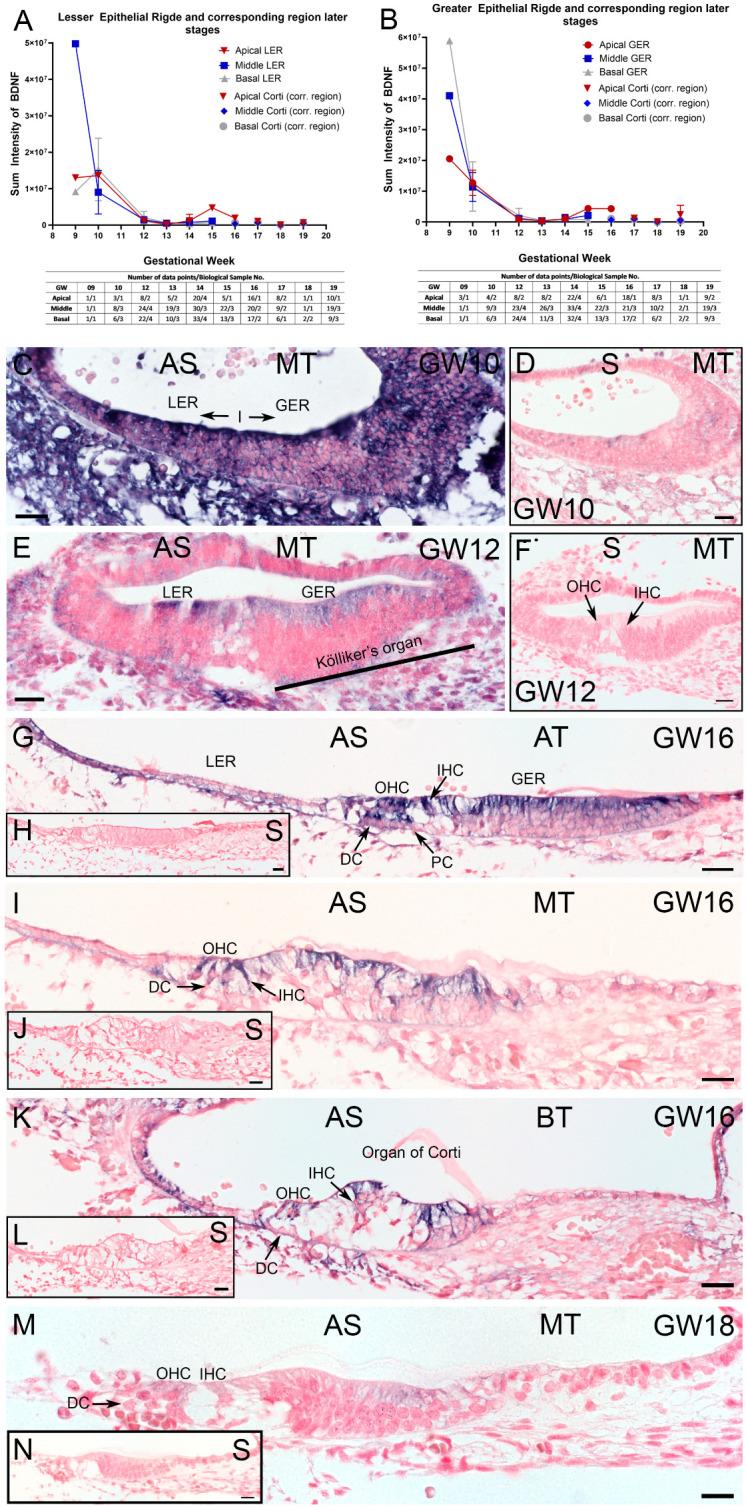 https://cdn.ncbi.nlm.nih.gov/pmc/blobs/c4e7/11641258/acbbbec86dec/ijms-25-13007-g005.jpg