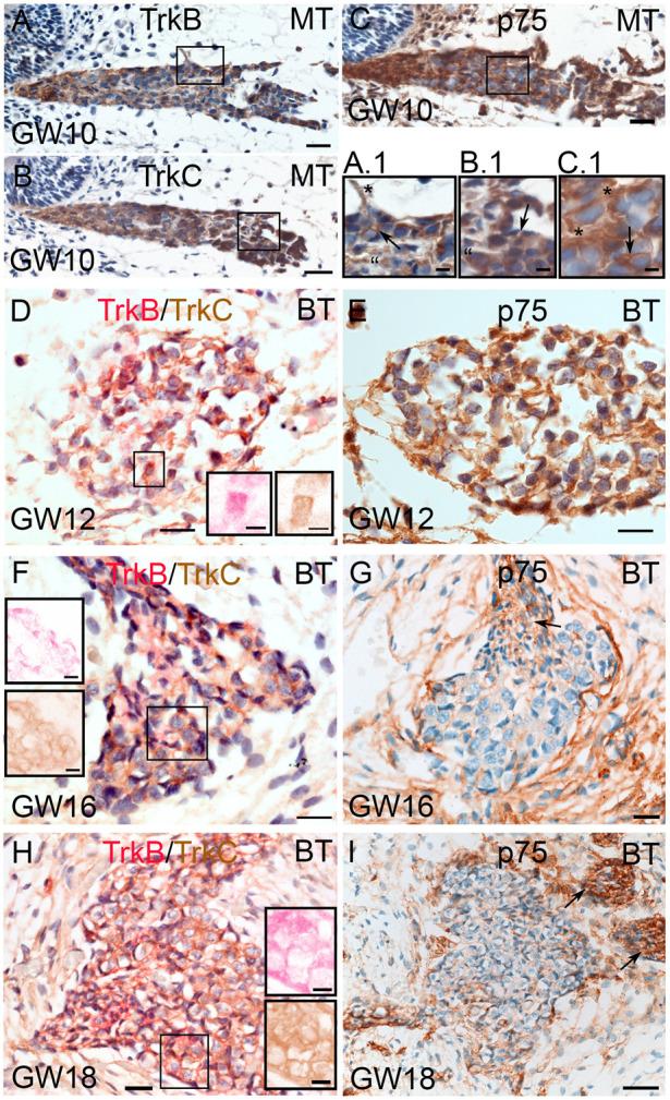 https://cdn.ncbi.nlm.nih.gov/pmc/blobs/c4e7/11641258/c3ddf99a1139/ijms-25-13007-g004.jpg