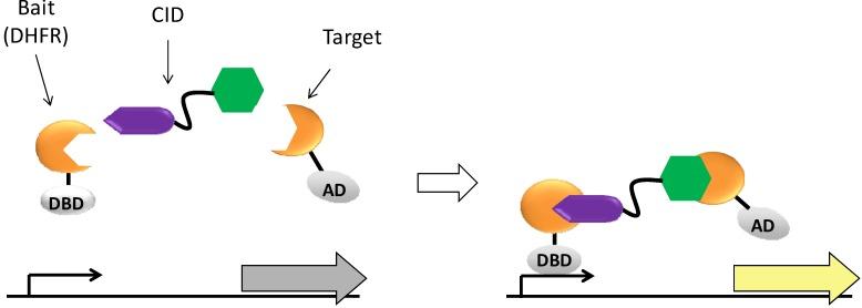 https://cdn.ncbi.nlm.nih.gov/pmc/blobs/c4e8/6270603/f4e0826e9258/molecules-18-11639-g001.jpg
