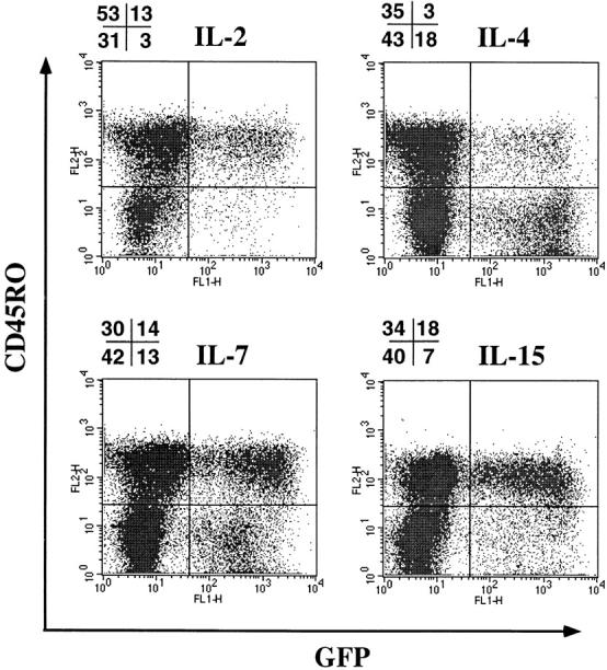 https://cdn.ncbi.nlm.nih.gov/pmc/blobs/c4e9/2193071/604f5cb2e524/JEM990086.f6.jpg