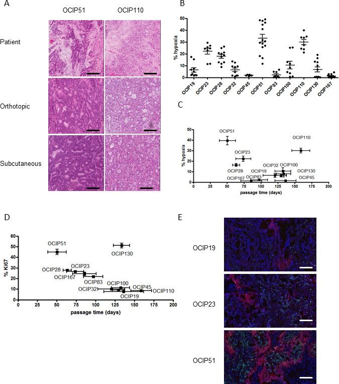 https://cdn.ncbi.nlm.nih.gov/pmc/blobs/c4e9/5085103/ac5286deb8b3/oncotarget-07-33571-g001.jpg