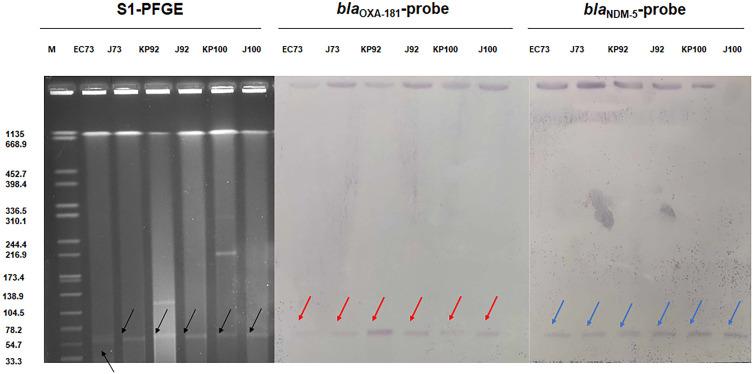 https://cdn.ncbi.nlm.nih.gov/pmc/blobs/c4ea/10225149/69bce7fae9ae/IDR-16-3245-g0001.jpg