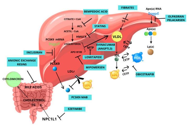 https://cdn.ncbi.nlm.nih.gov/pmc/blobs/c4ea/10887105/fb8c2943eeb6/biomedicines-12-00432-g002.jpg
