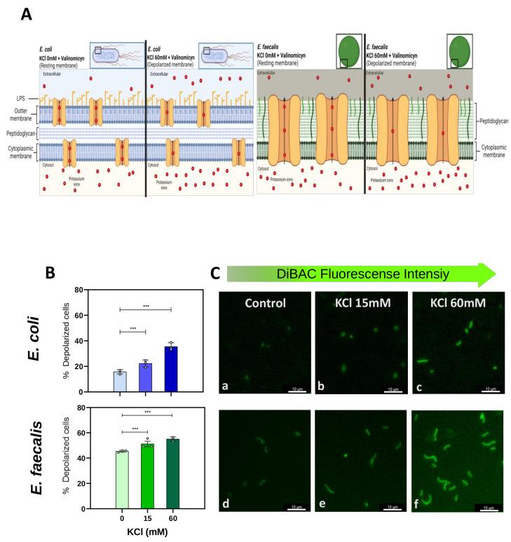 https://cdn.ncbi.nlm.nih.gov/pmc/blobs/c4ea/11172653/22b608195604/ijms-25-06233-g001.jpg