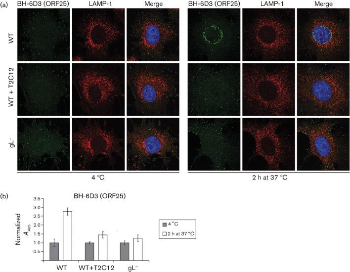 https://cdn.ncbi.nlm.nih.gov/pmc/blobs/c4ea/3755512/55158925ced6/040790-f3.jpg
