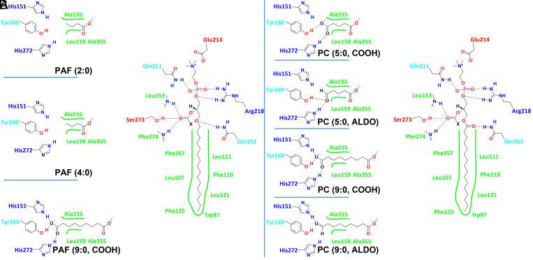 https://cdn.ncbi.nlm.nih.gov/pmc/blobs/c4ea/8764669/de0d91b8c4f8/pnas.2102953118fig04.jpg