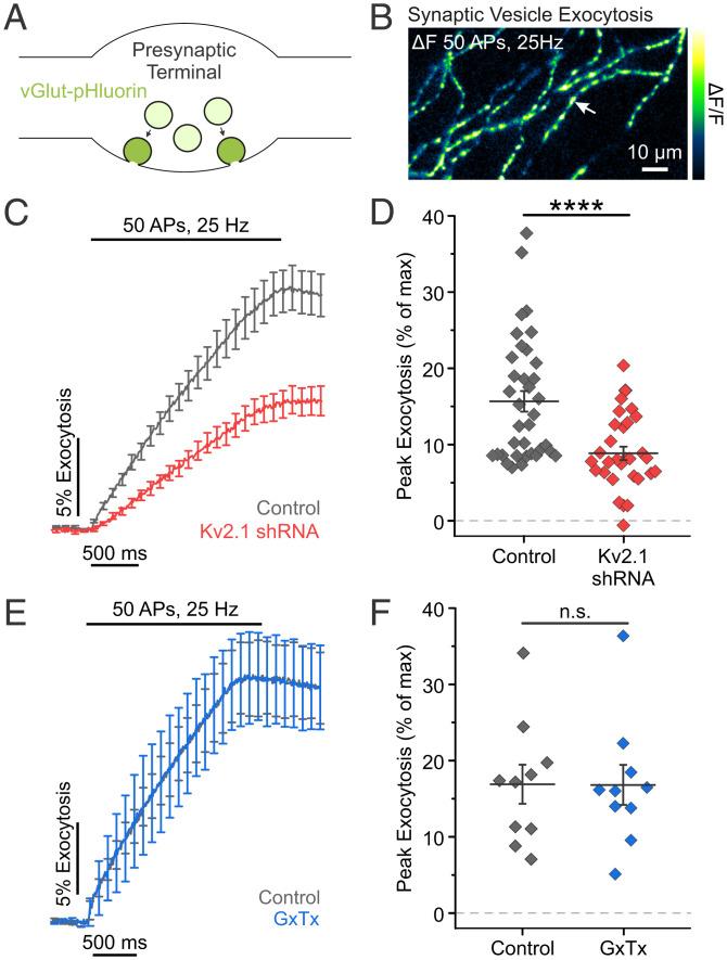 https://cdn.ncbi.nlm.nih.gov/pmc/blobs/c4eb/9335237/116889b562b1/pnas.2117135119fig04.jpg
