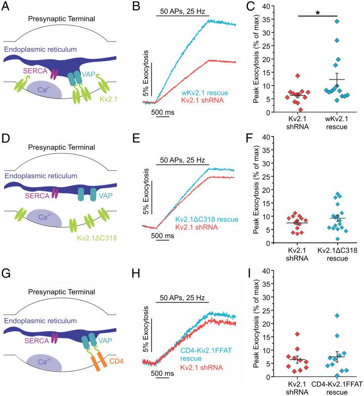 https://cdn.ncbi.nlm.nih.gov/pmc/blobs/c4eb/9335237/b43560bf84ae/pnas.2117135119fig06.jpg