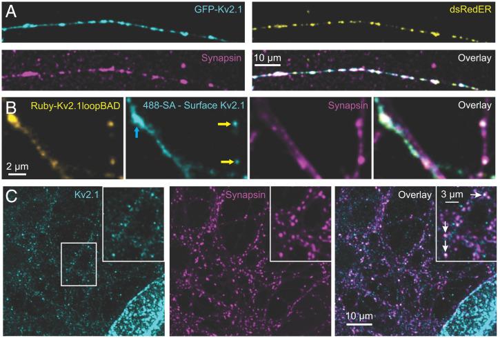 https://cdn.ncbi.nlm.nih.gov/pmc/blobs/c4eb/9335237/c5939c1030d1/pnas.2117135119fig02.jpg